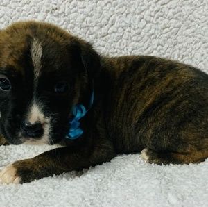 Meet your Posher, Daisy